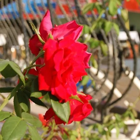Hotell Nazar Garden Fethiye